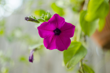 pink flower petunia