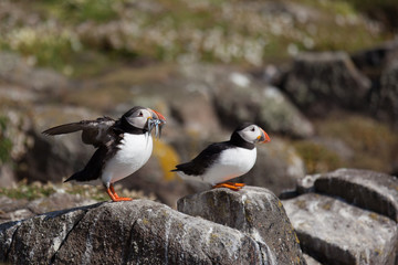 Puffin standing on a rock