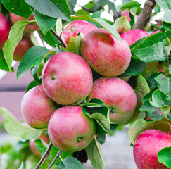 ripe apples on a tree branch