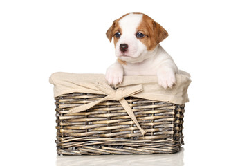 Jack Russell puppy in wicker basket