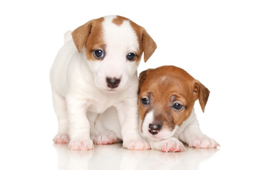 Jack Russell terrier puppies