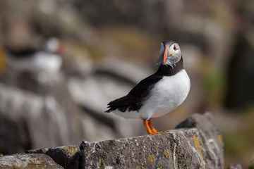 Puffin standing on a rock