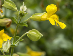 Yellow monkey flower (Mimulus guttatus) blooming in the central Oregon Cascade Mountains