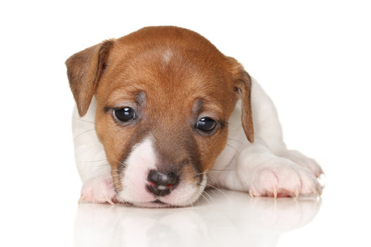 Jack Russell terrier puppy lying