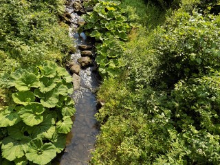 Creek in forest