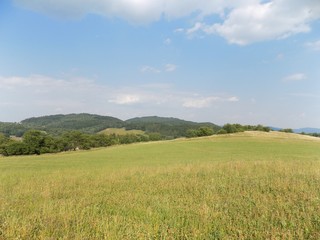 Field, forest and sky