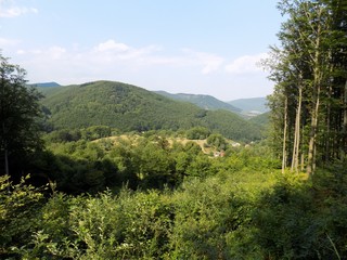 Obraz premium Deciduous forests and sky