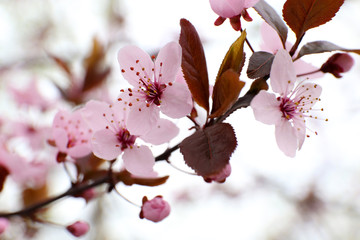 Blooming tree twigs with pink flowers in spring close up