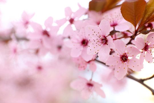 Blooming tree twigs with pink flowers in spring close up