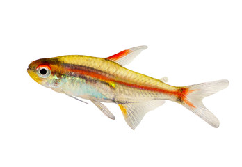 Fototapeta premium Aquarium fish Glowlight Tetra Hemigrammus erythrozonus freshwater 