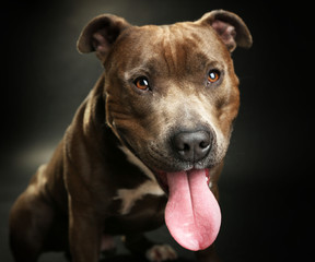 American Staffordshire Terrier, close-up, on dark background