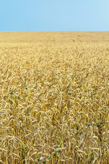 Golden wheat field against a blue sky