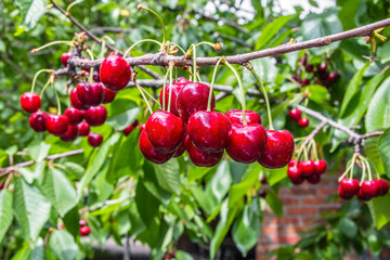  Berry cherry on a background of foliage