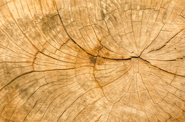 Fototapeta premium Texture of the wood from the trees