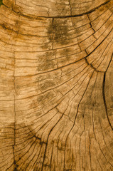 Fototapeta premium Texture of the wood from the trees