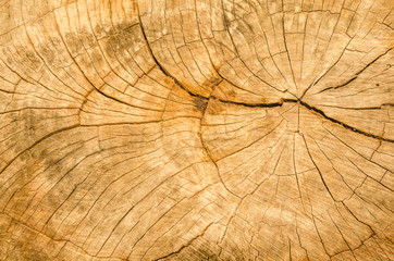 Texture of the wood from the trees