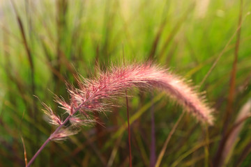 grass flower