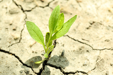Little  sprout grows through dry ground