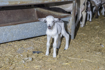 Young lamb in the farm.