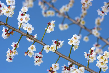 Plum blossoms