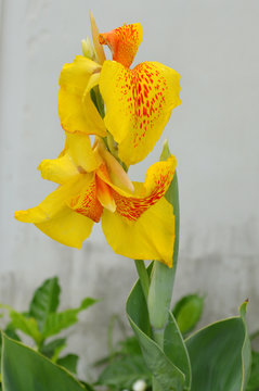 india short plant or canna lily