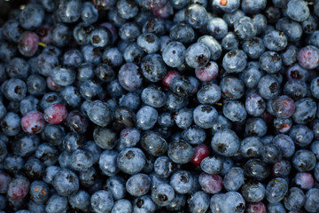blueberries soft focus