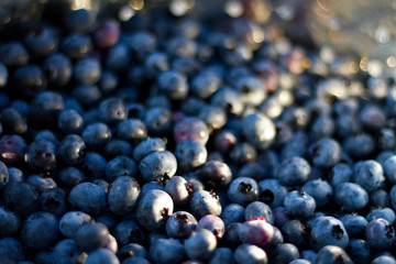 blueberries soft focus - 87798582