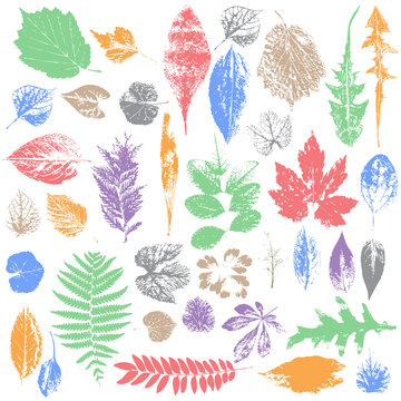 Leaf collection - vector silhouette, grunge