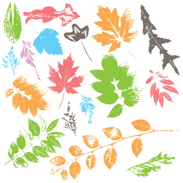 leaf silhouettes in color