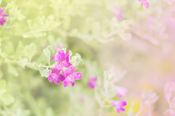 Flower sweet color