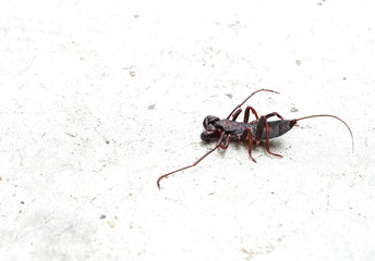 Whip scorpion on white floor