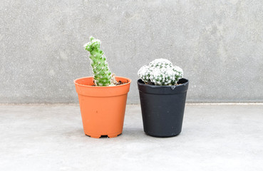 two cactus plant.
