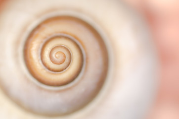 spiral snail shell macro