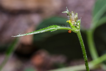 Egg of Common rose butterfly