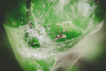 fresh morning dew and spider