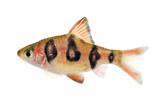 Aquarium fish Rhombo Barb Puntius rhomboocellatus freshwater tropical 