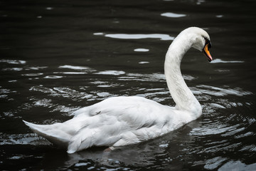 white swan