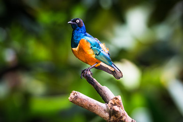 Superb starling in a tree