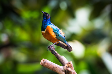 Superb starling in a tree