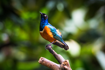 Obraz premium Superb starling in a tree