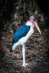 African marabou