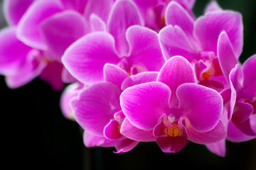 Obraz na płótnie Canvas violet orchids