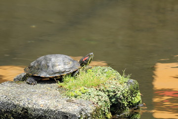 testudo look up sky