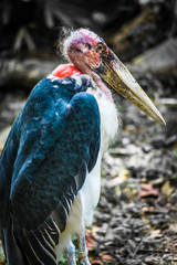 African marabou