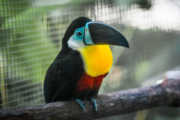 Channel-billed Toucan in artificial nest