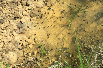 Tadpoles in marsh