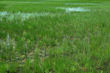 Fototapeta na wymiar Pond with grass as background