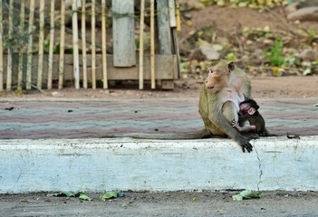 baby monkey eating milk from mom breast