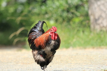 Japanese wild rooster