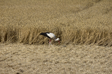 Stork in a wheat field .